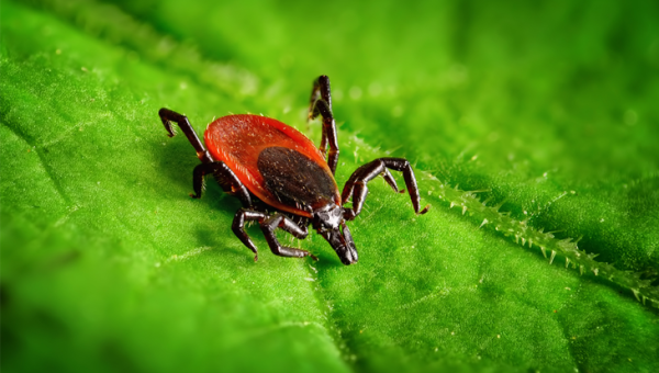 Kene Kaynaklı Ensefalitc(Tick-borne encephalitis;TBE)